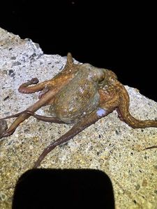 Common Octopus