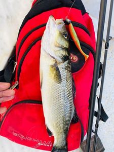 European Bass (Seabass)