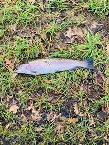 Rainbow Trout