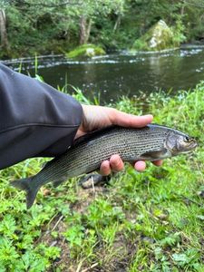 Grayling