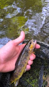 Brown Trout
