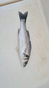 European Bass (Seabass)