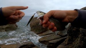 European Bass (Seabass)