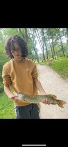 Northern Pike