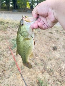 Largemouth Bass