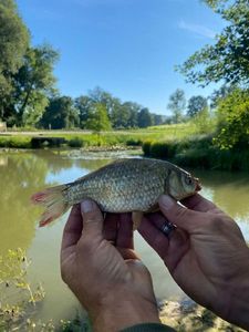 Crucian Carp