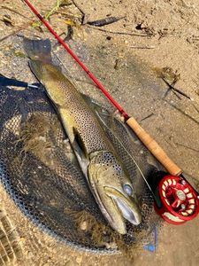 Brown Trout