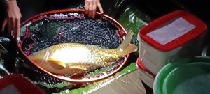 Common Carp