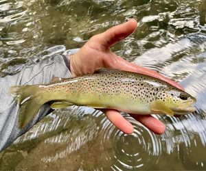 Brown Trout