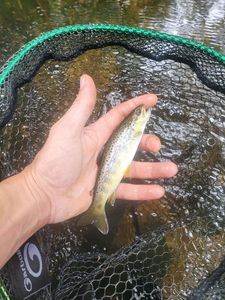Brown Trout