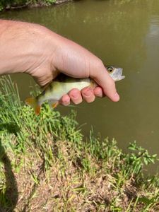 European Perch