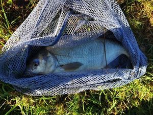 Common Bream