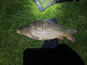 Mirror Carp