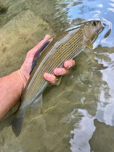 Grayling