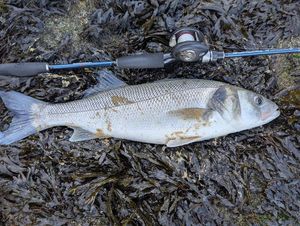 European Bass (Seabass)
