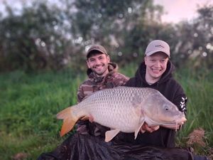 Common Carp