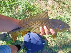 Common Carp
