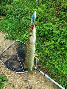 Northern Pike