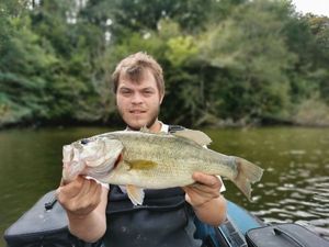 Largemouth Bass