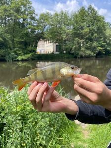 European Perch