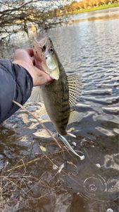 Zander