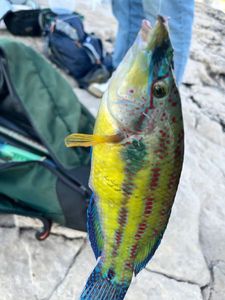 Ornate Wrasse