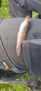 Giant Goby