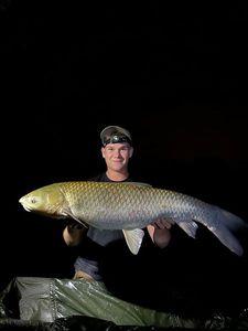 Grass Carp