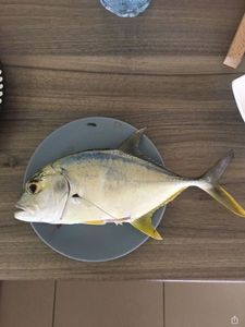 Yellow Jack