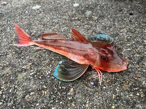 Grey Gurnard