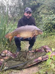 Mirror Carp