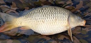 Common Carp