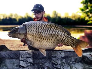 Common Carp