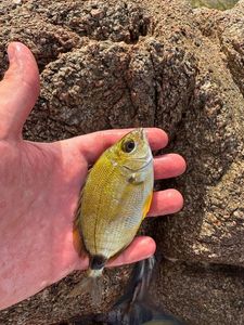Salema