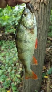 European Perch
