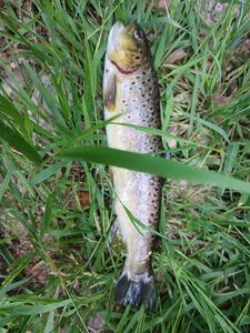 Brown Trout