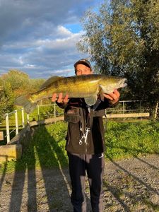 Zander