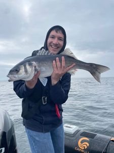 European Bass (Seabass)