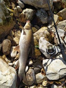 Barbel