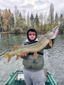 Northern Pike