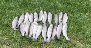 Sea Trout