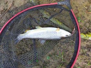 Brown Trout
