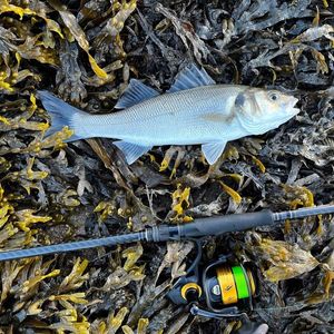 European Bass (Seabass)