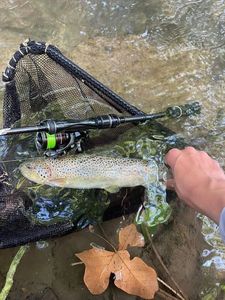 Brown Trout