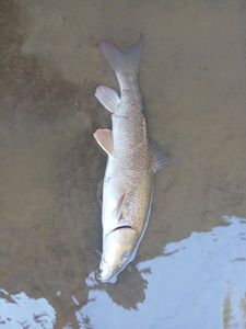 Barbel