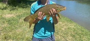 Common Carp