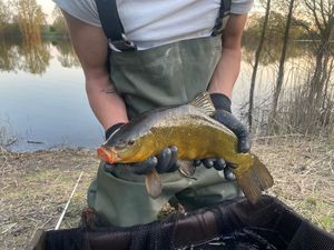 Tench