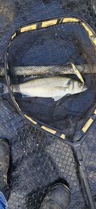European Bass (Seabass)