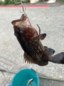 Brown Grouper (Dusky)