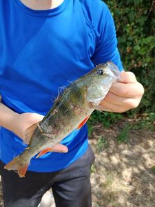 European Perch